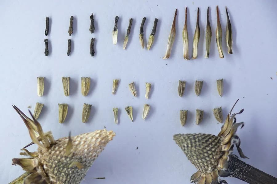 Echinacea purpurea seed laid out in rows: dark slender disc florets at the top, pale wedge-shaped achenes in the middle, and two sectioned cones below showing where the seed sits.