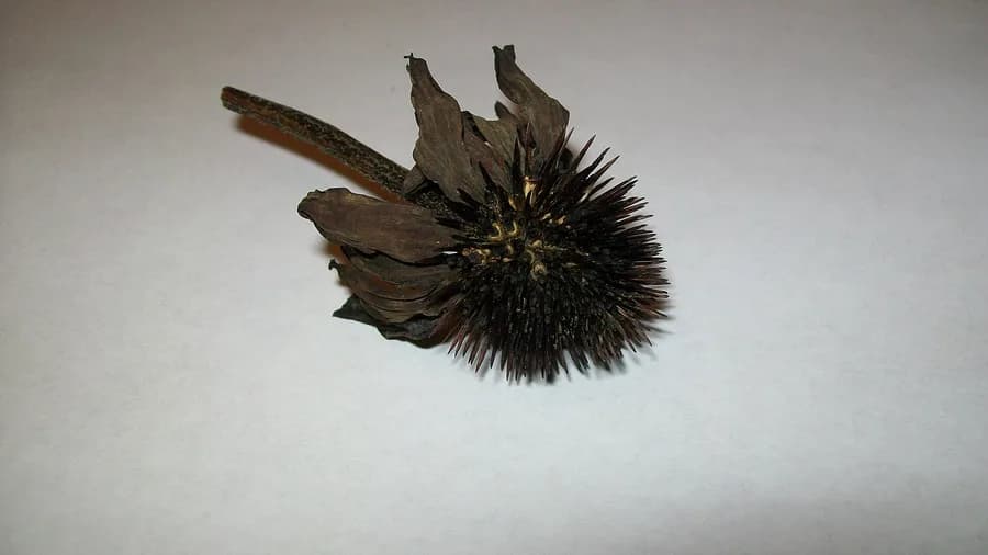 A fully dried echinacea seed head on its stem, the cone dark brown and bristling with stiff spines, petals shrivelled.