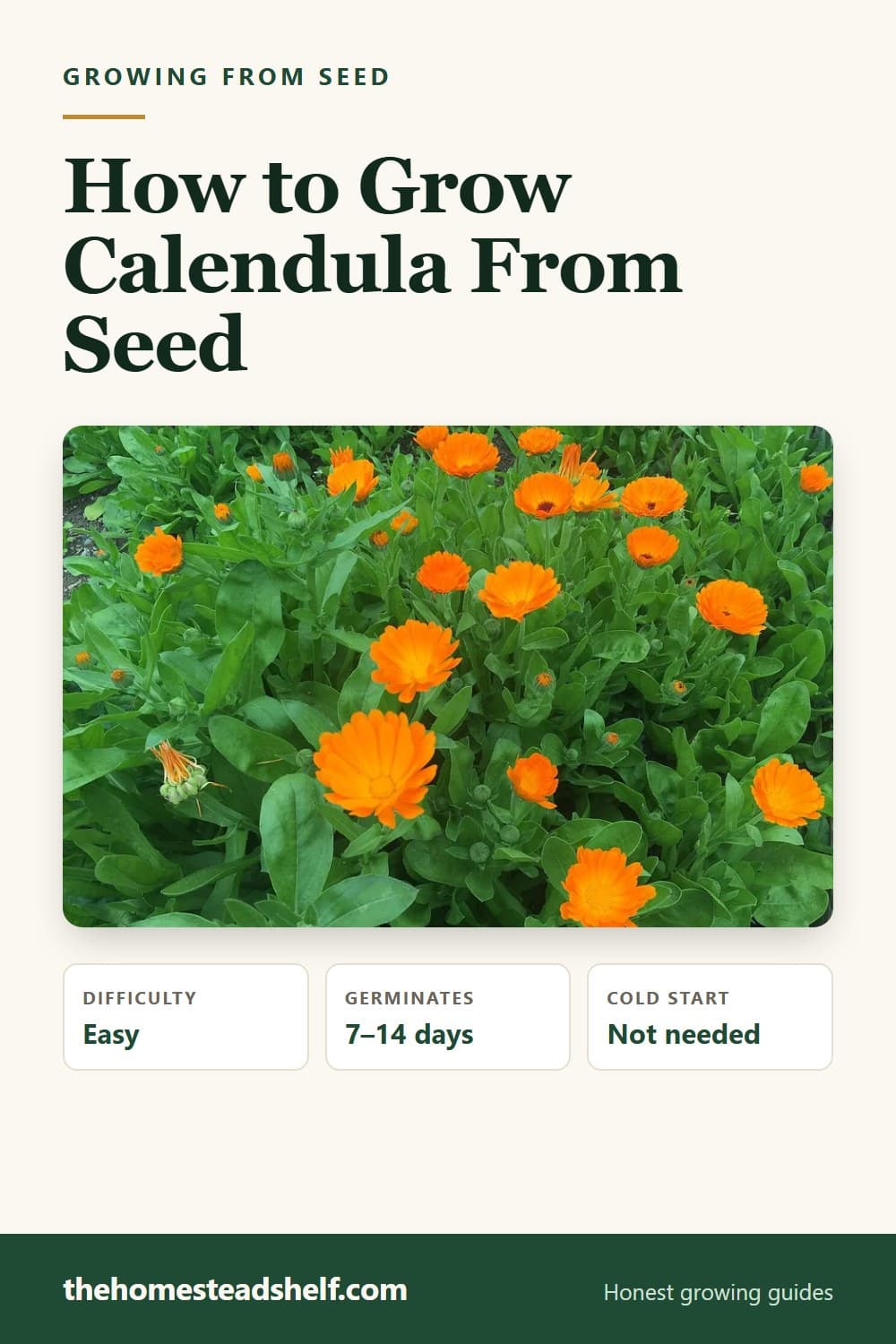 Pinnable card: How to Grow Calendula From Seed (The Easiest Plant in the Kit)