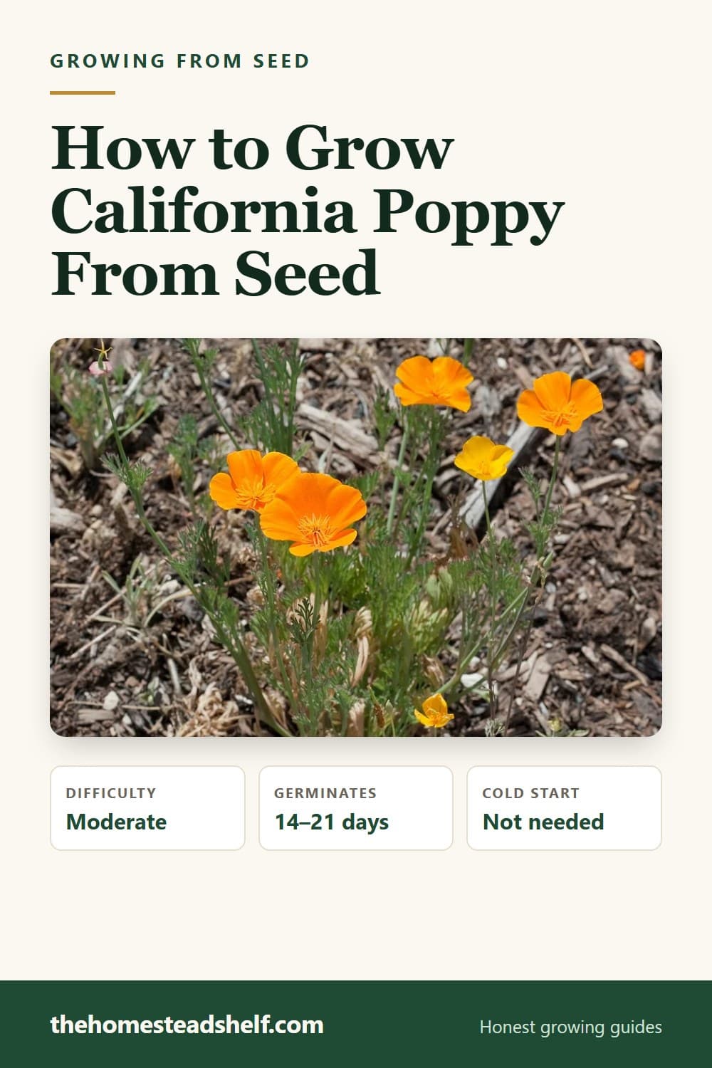 Pinnable card: How to Grow California Poppy From Seed (Direct Sow or Do Not Bother)