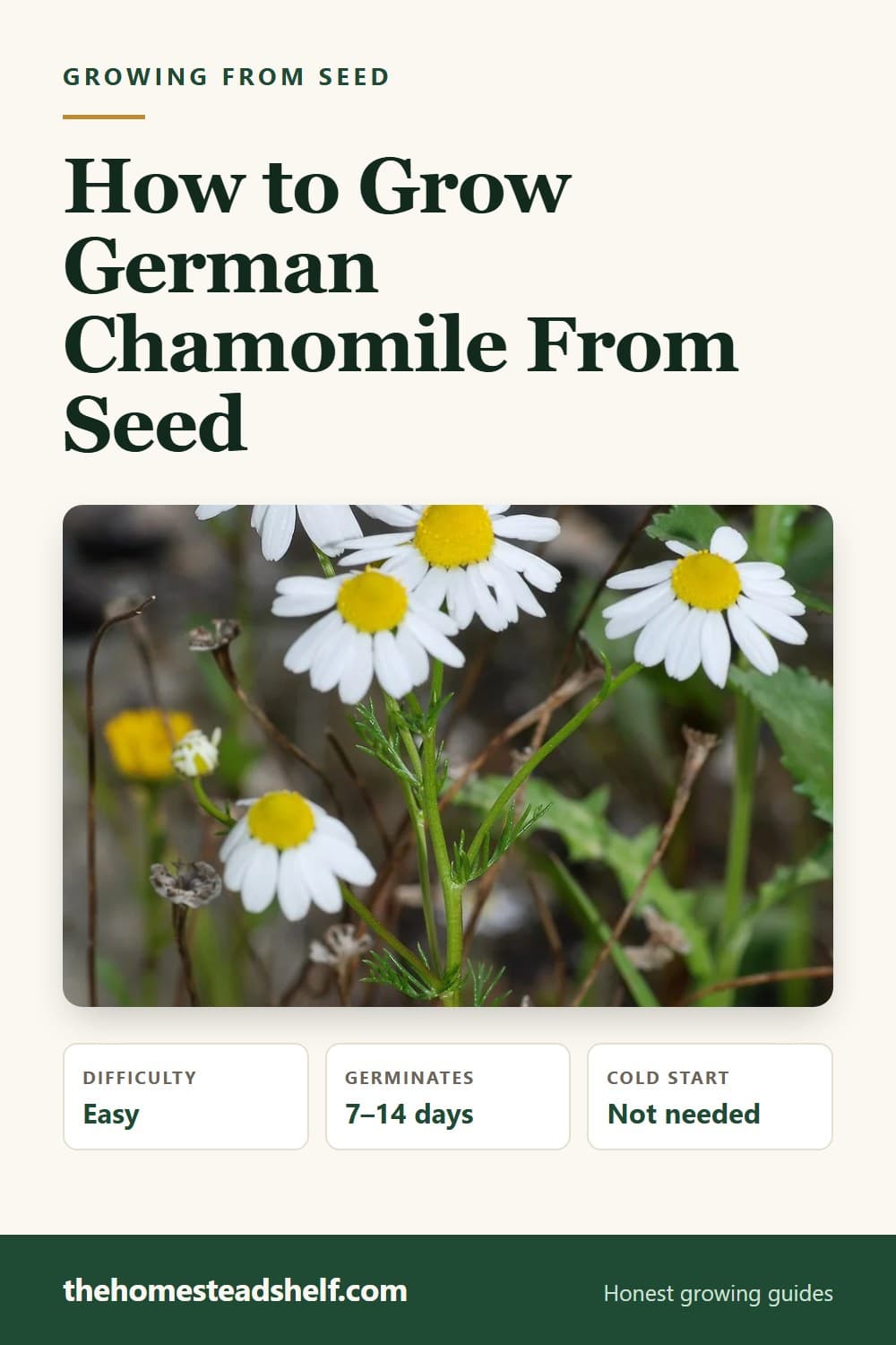 Pinnable card: How to Grow German Chamomile From Seed (Do Not Bury It)