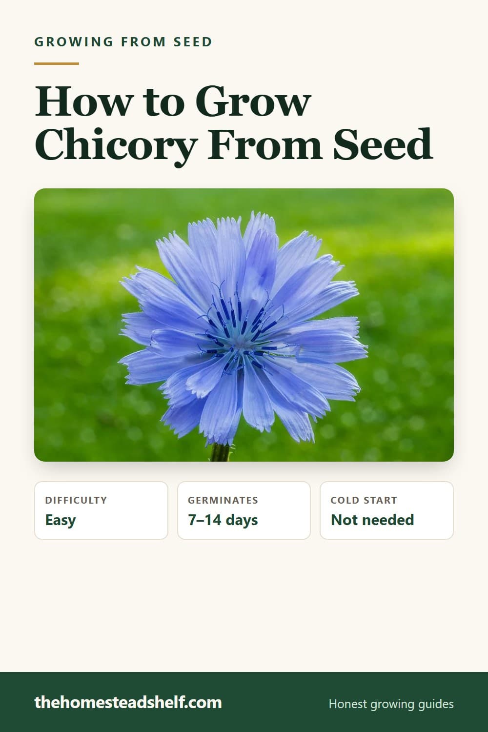 Pinnable card: How to Grow Chicory From Seed (Check Your Region First)