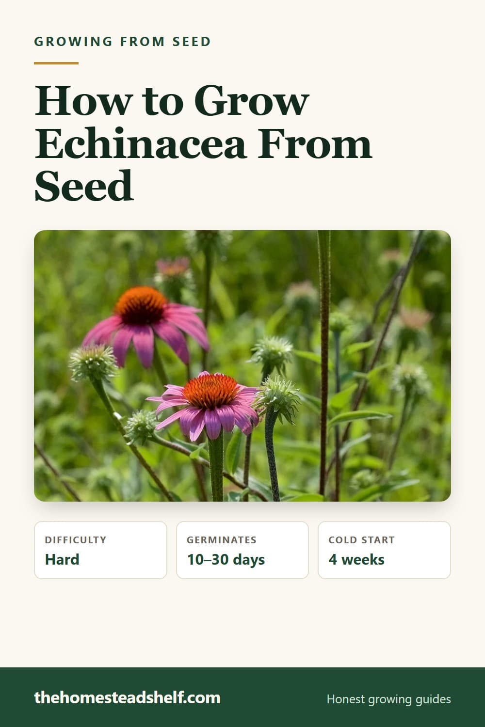 Pinnable card: How to Grow Echinacea From Seed (Without the Patchy Germination)