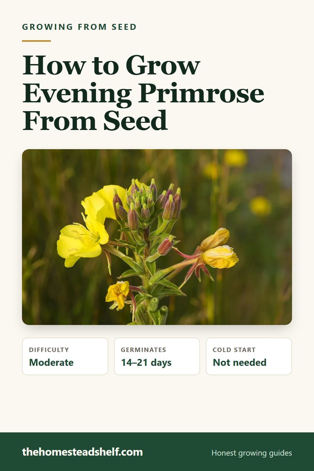 Pinnable card: How to Grow Evening Primrose From Seed (Year One Is Leaves Only)
