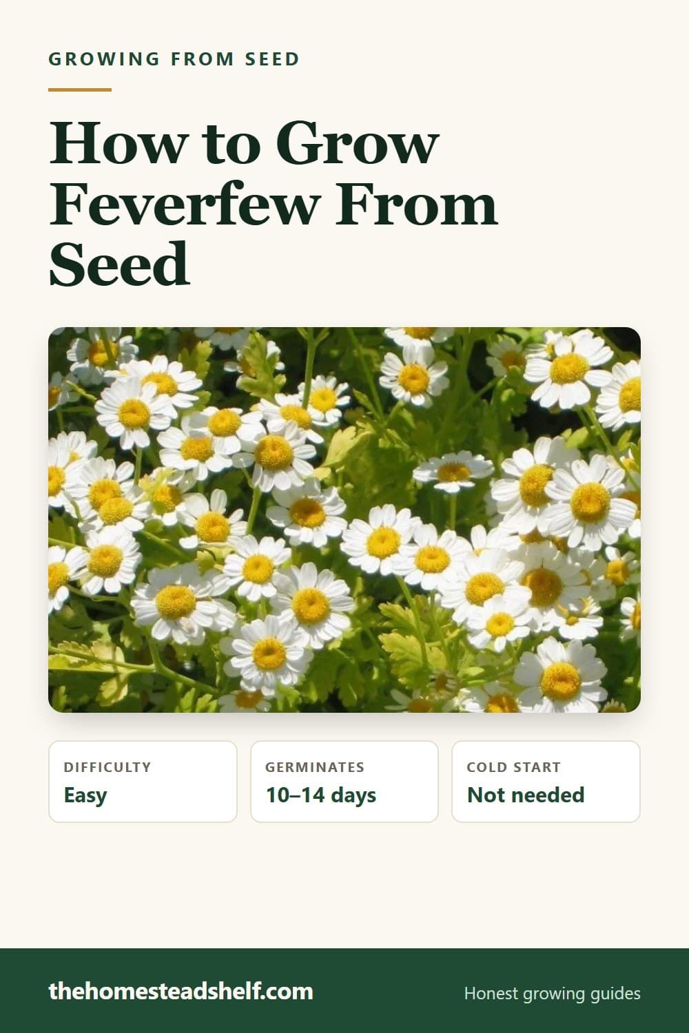 Pinnable card: How to Grow Feverfew From Seed (And How to Stop It Taking Over)