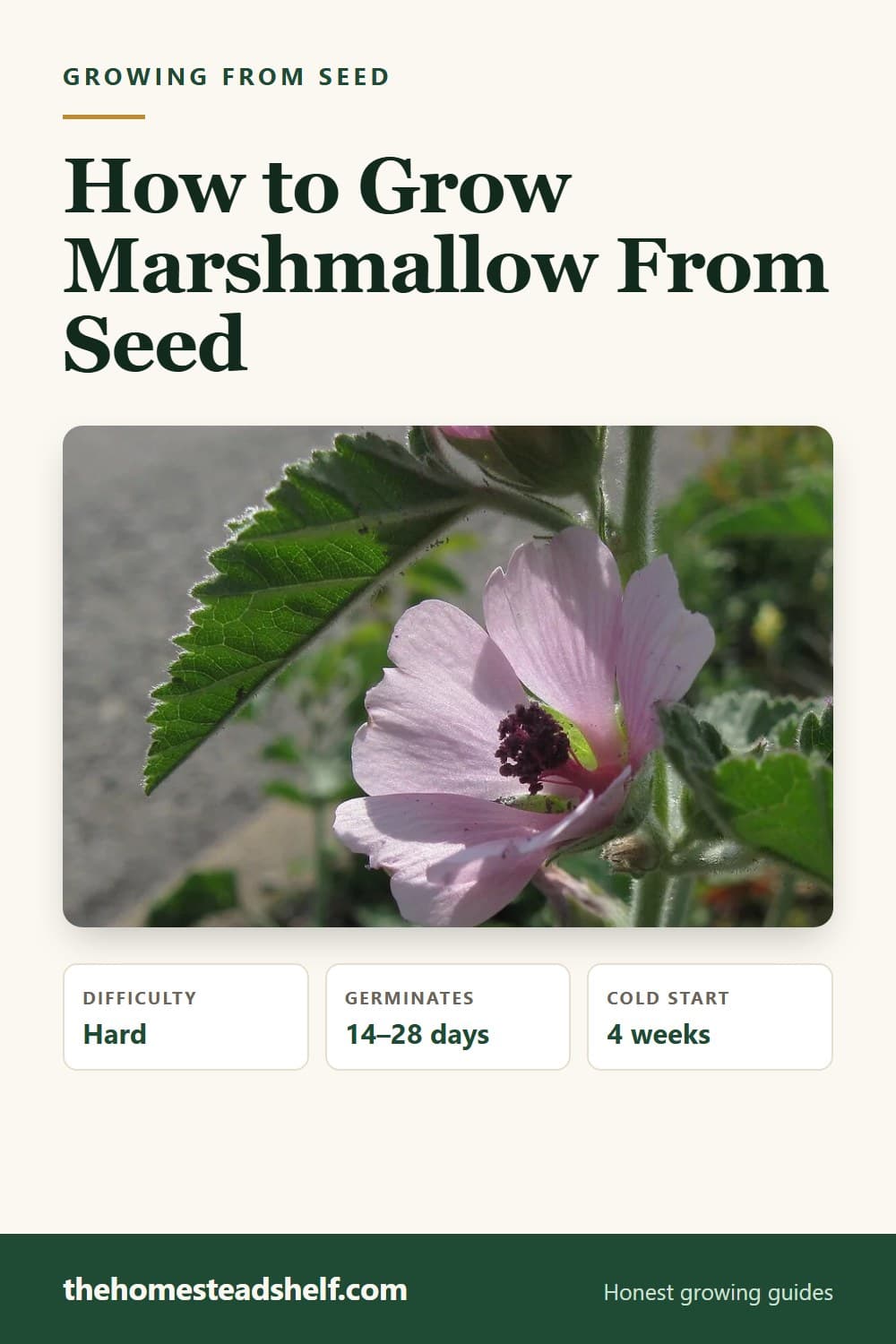 Pinnable card: How to Grow Marshmallow Root From Seed (Stratify It, and Keep It Wet)