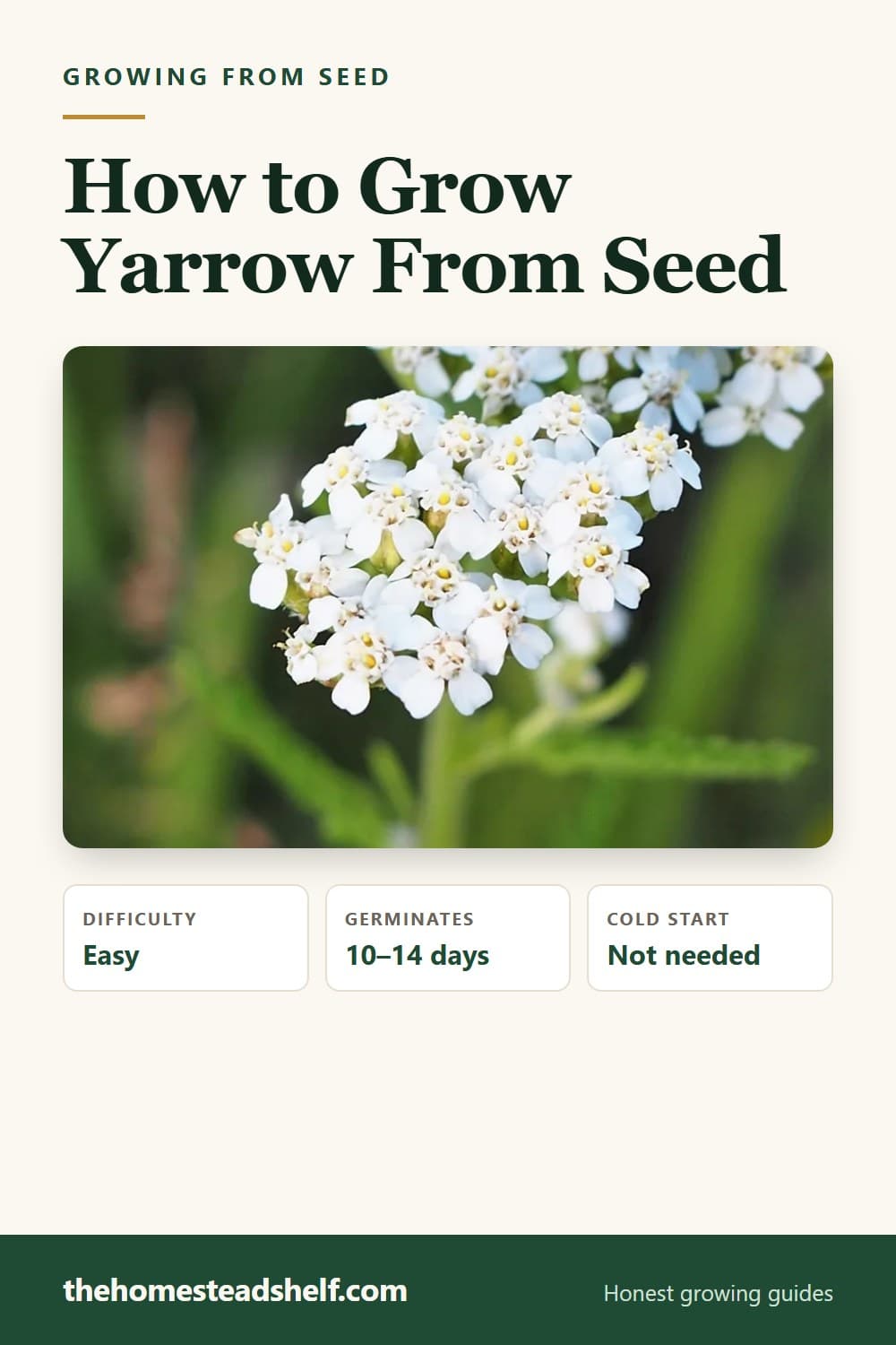 Pinnable card: How to Grow Yarrow From Seed (And Why Year One Looks Like Failure)
