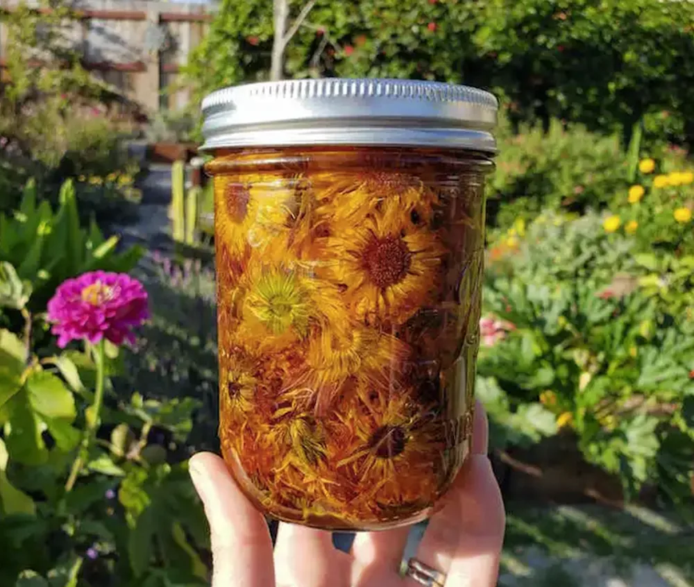 A mason jar of calendula flowers infusing in oil, held up in a flowering garden.