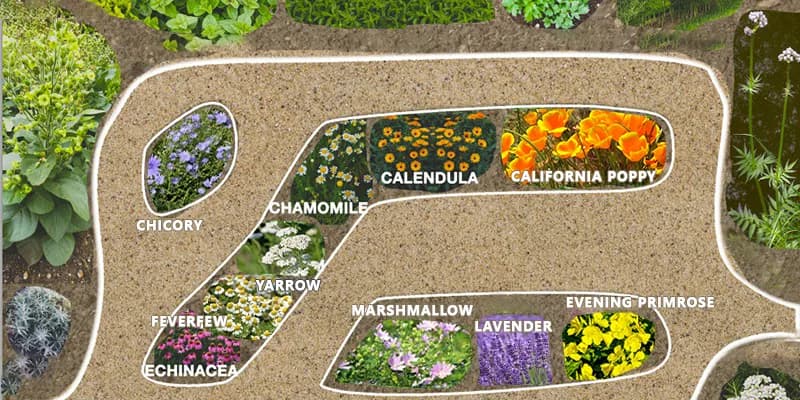Planting layout diagram showing where each of the ten herbs sits in a backyard bed: chicory, chamomile, calendula, California poppy, yarrow, feverfew, echinacea, marshmallow, lavender and evening primrose.