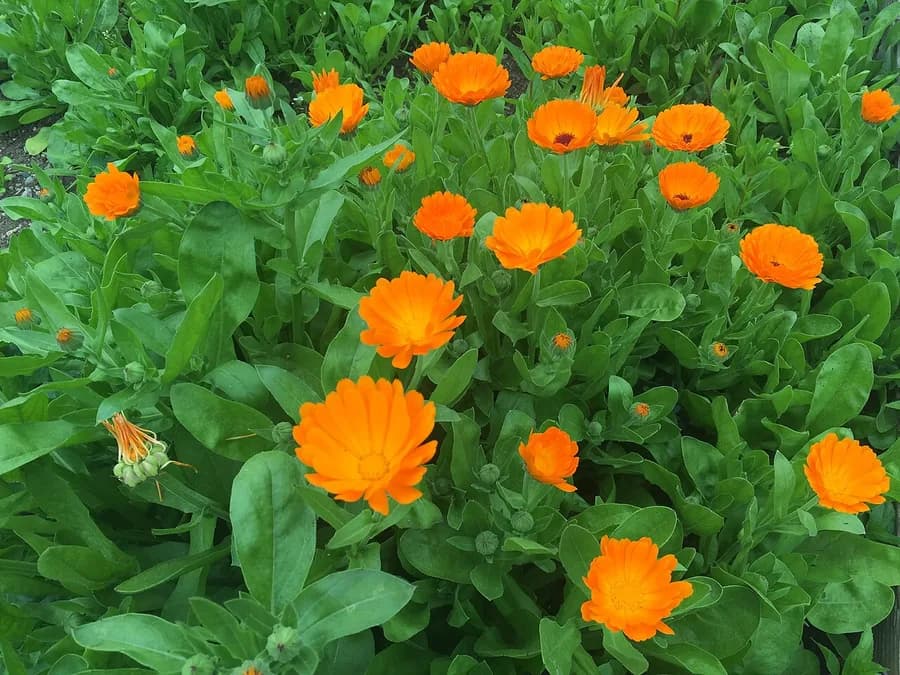 Calendula officinalis in flower, showing bright orange daisy-like blooms.