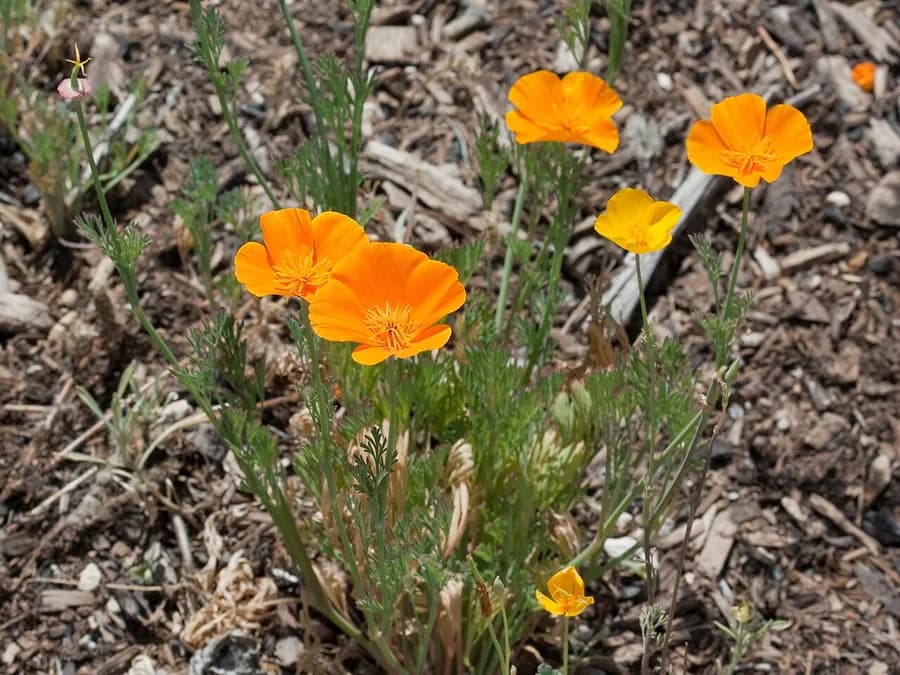 California poppy, Eschscholzia californica, with vivid orange cup-shaped flowers.