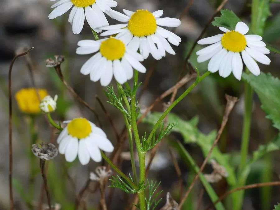 German chamomile, Matricaria chamomilla, with small white and yellow daisy flowers.