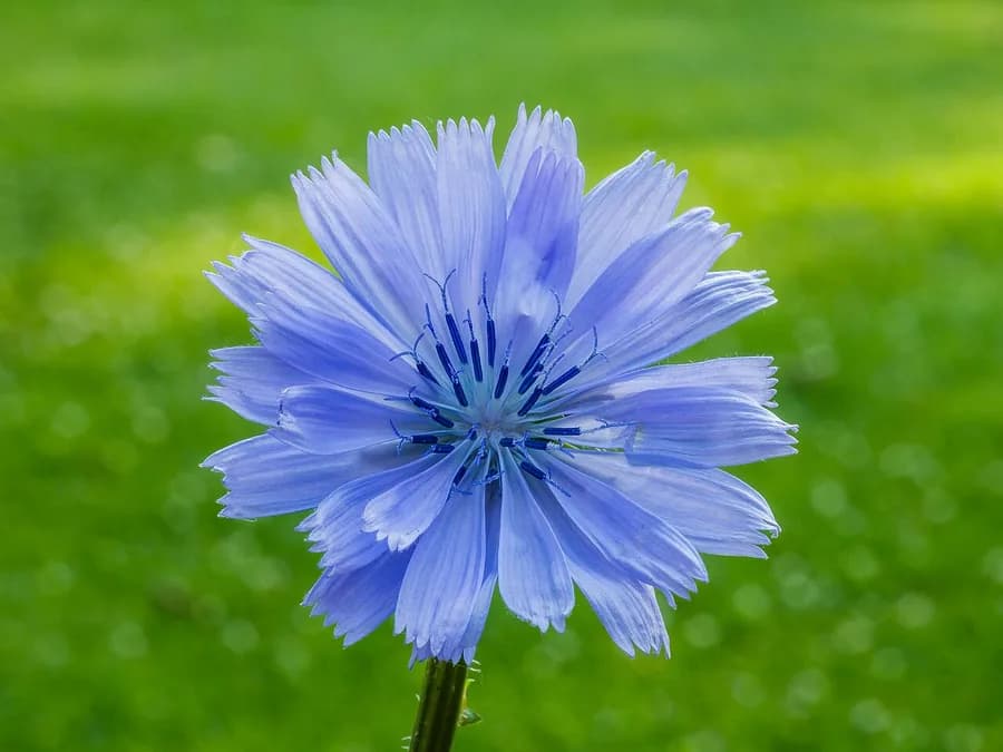 A sky-blue chicory flower, Cichorium intybus, growing wild.