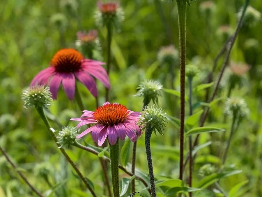 Purple coneflower, Echinacea purpurea, with pink petals and orange central cones.