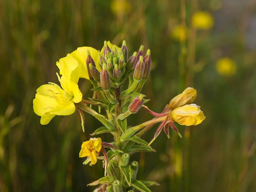 Evening primrose, Oenothera biennis, with yellow four-petalled flowers.
