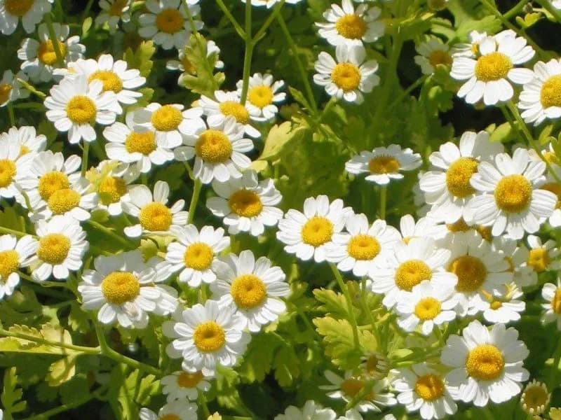 Feverfew, Tanacetum parthenium, covered in small white daisy-like flowers.
