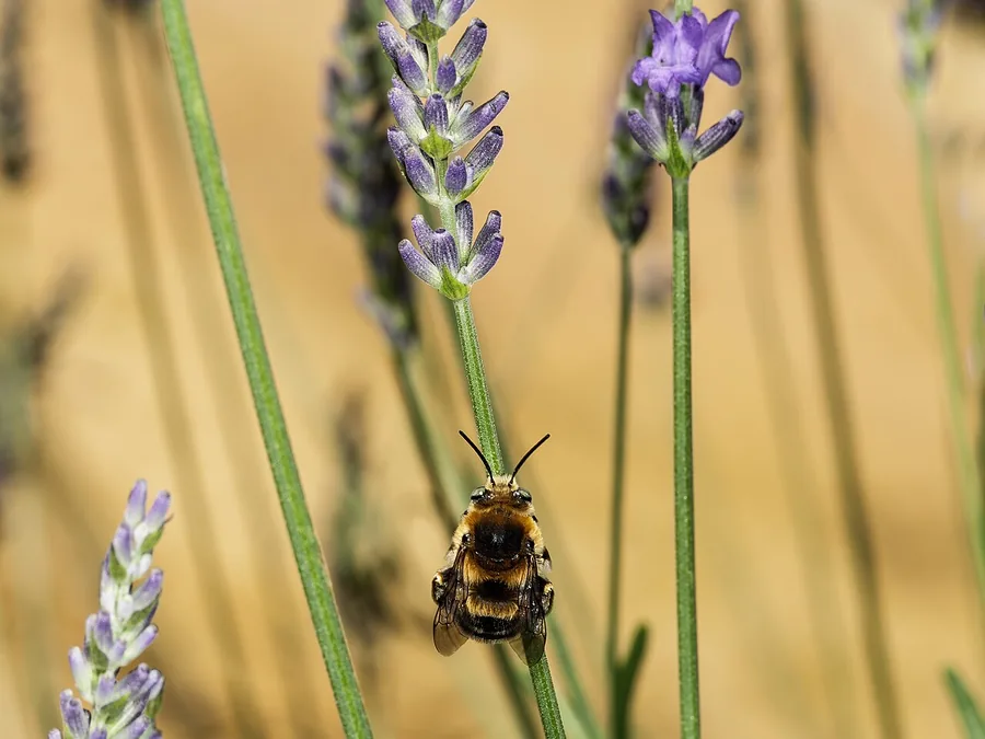English lavender, Lavandula angustifolia, in flower with a bee on one stem.