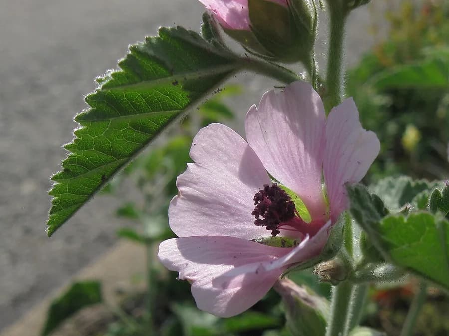 Marshmallow, Althaea officinalis, with pale pink flowers and soft downy leaves.