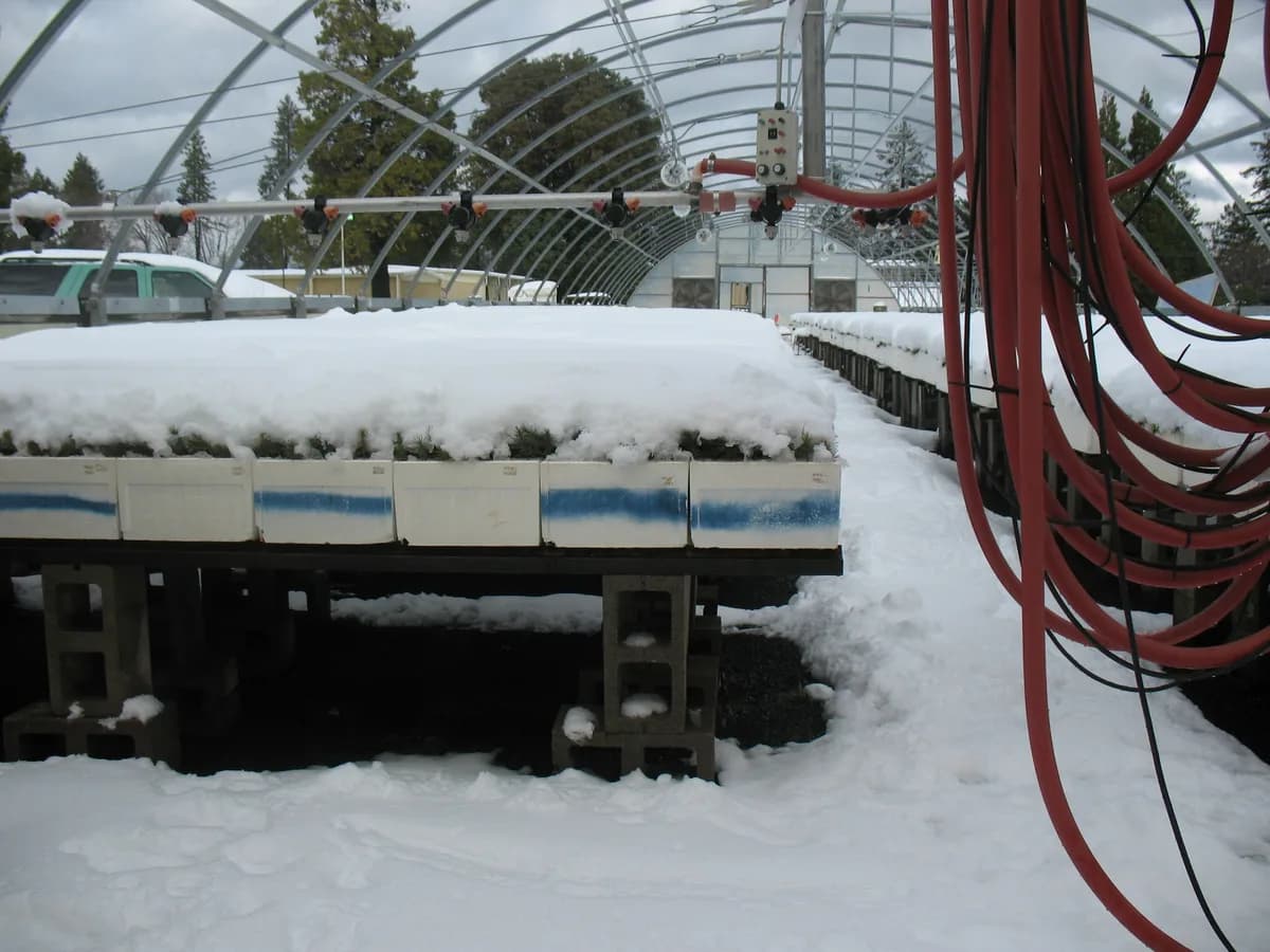 Rows of seedling trays standing outdoors at a forestry nursery under several inches of snow, the seedlings still green where the snow has not covered them.
